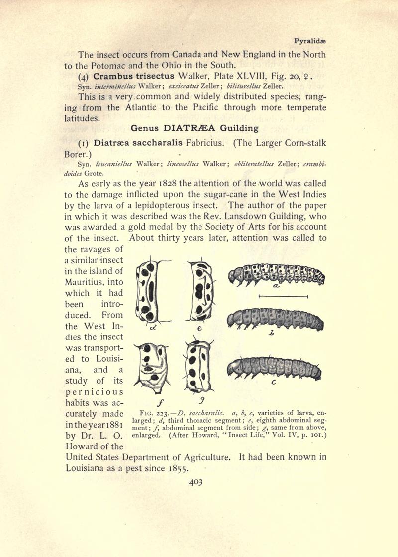 The moth book (Page 403, Fig. 223) BHL21853484