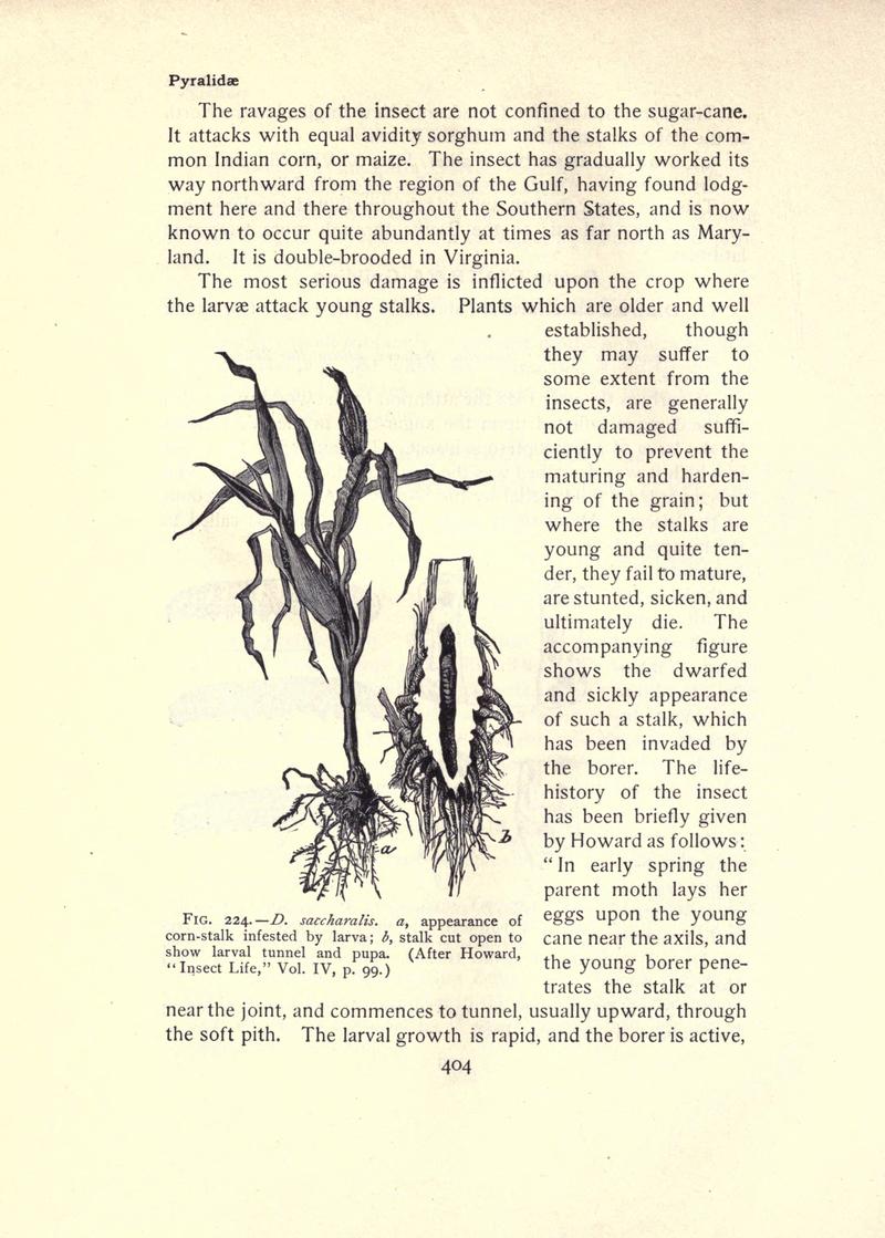 The moth book (Page 404, Fig. 224) BHL21853485