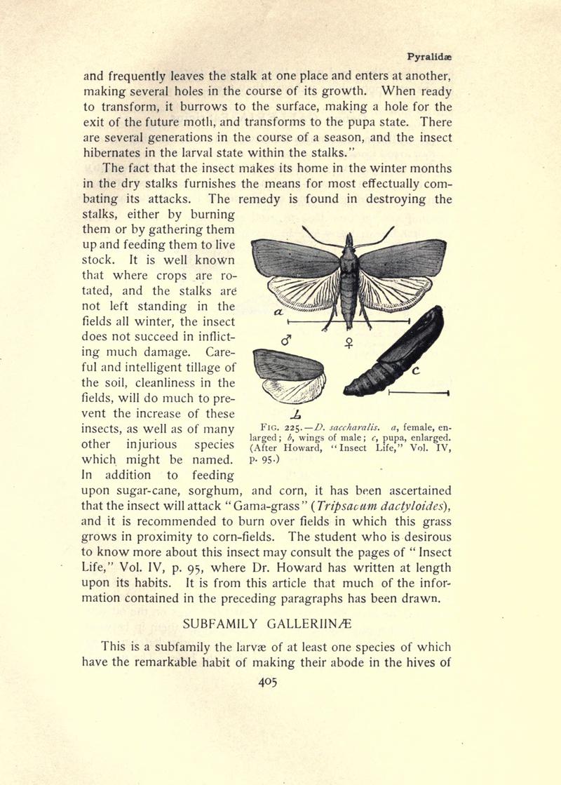 The moth book (Page 405, Fig. 225) BHL21853486
