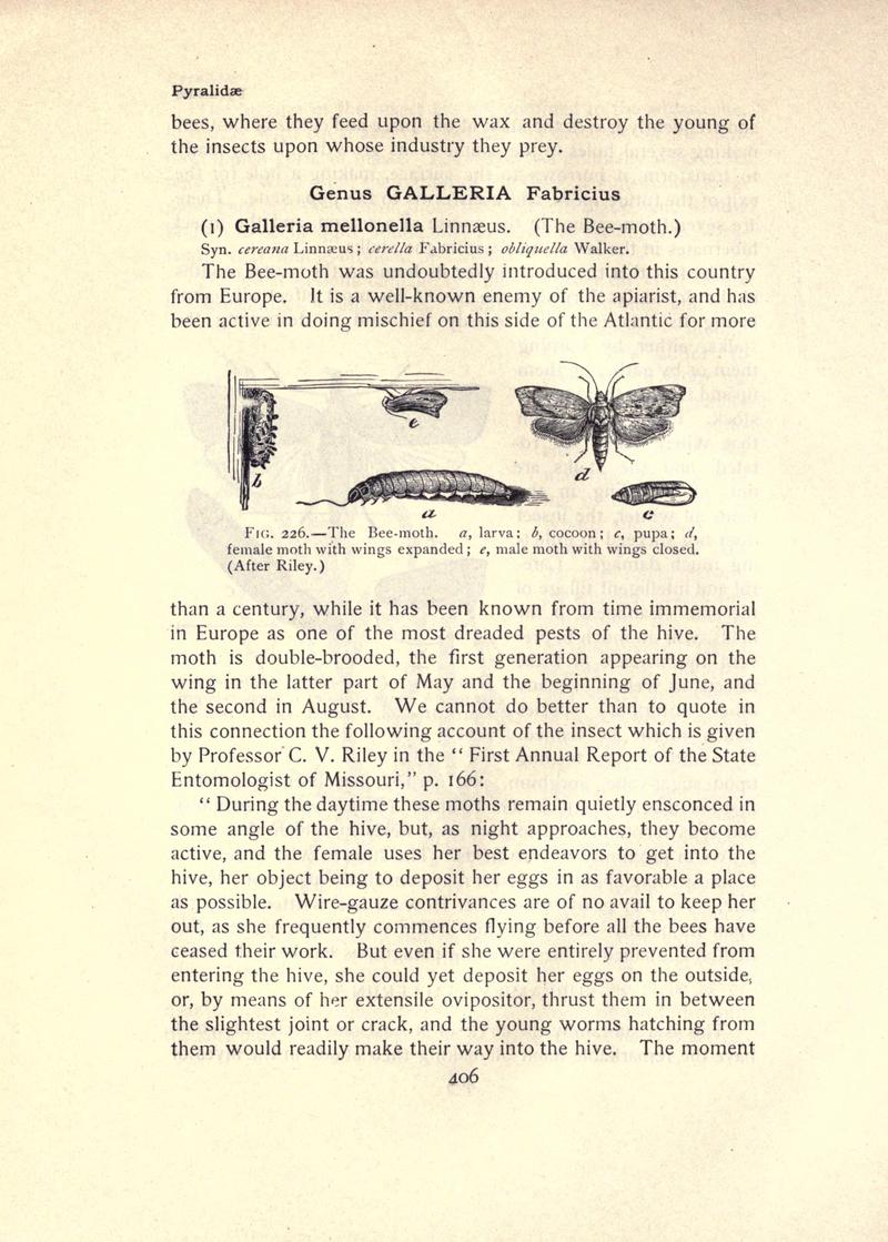 The moth book (Page 406, Fig. 226) BHL21853487