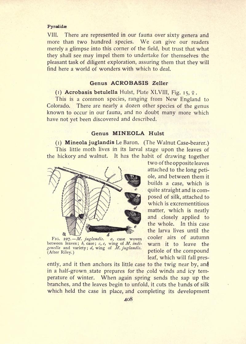 The moth book (Page 408, Fig. 227) BHL21853489