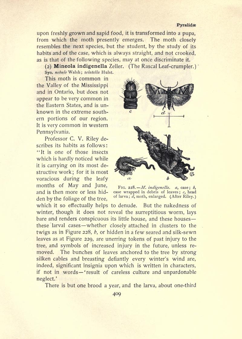 The moth book (Page 409, Fig. 228) BHL21853490