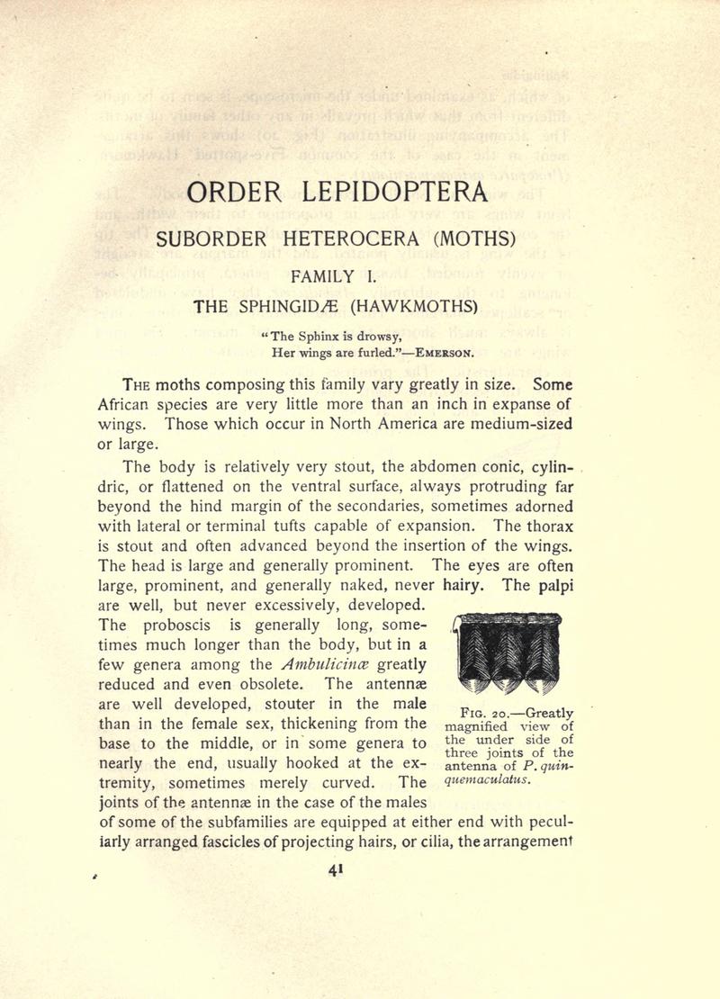 The moth book (Page 41, Fig. 20) BHL21852938