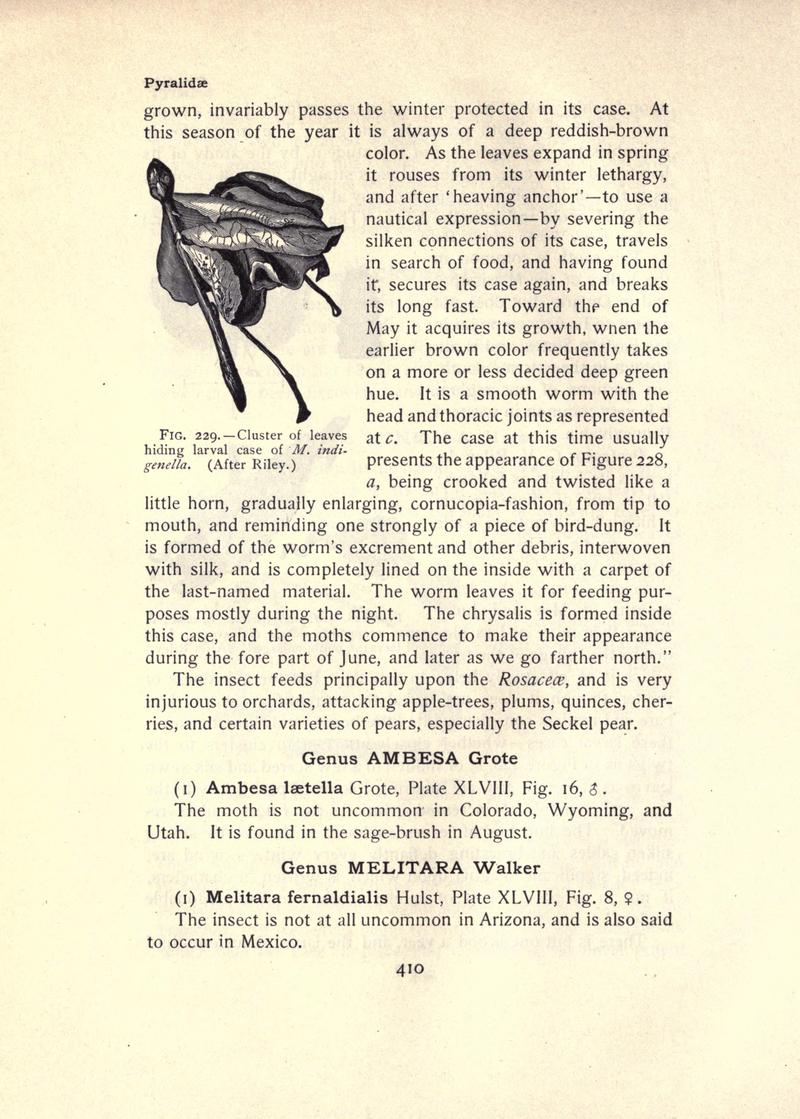 The moth book (Page 410, Fig. 229) BHL21853491