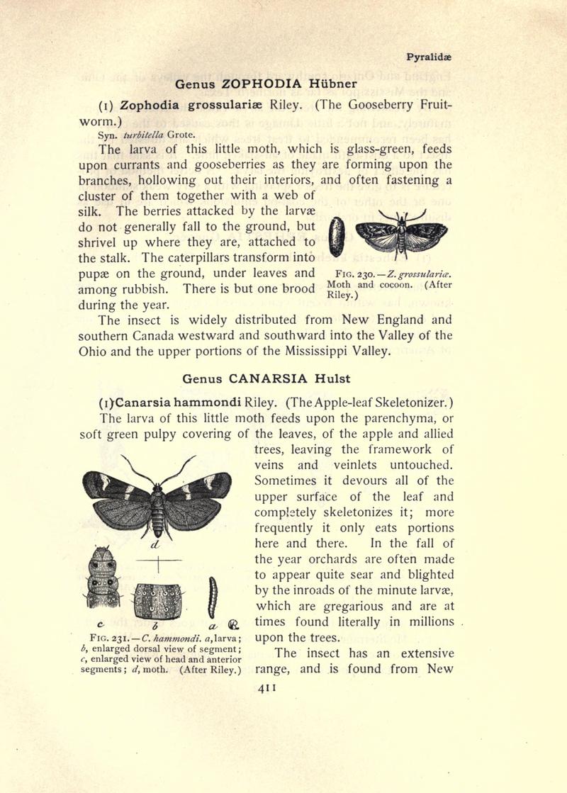 The moth book (Page 411, Figs. 230-231) BHL21853492