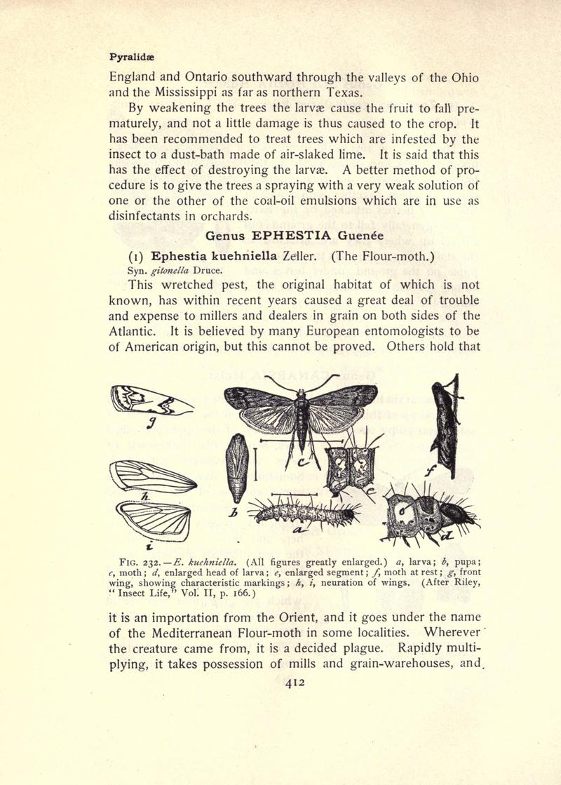 The moth book (Page 412, Fig. 232) BHL21853493