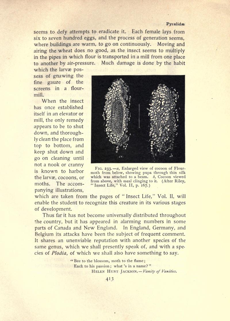 The moth book (Page 413, Fig. 233) BHL21853498
