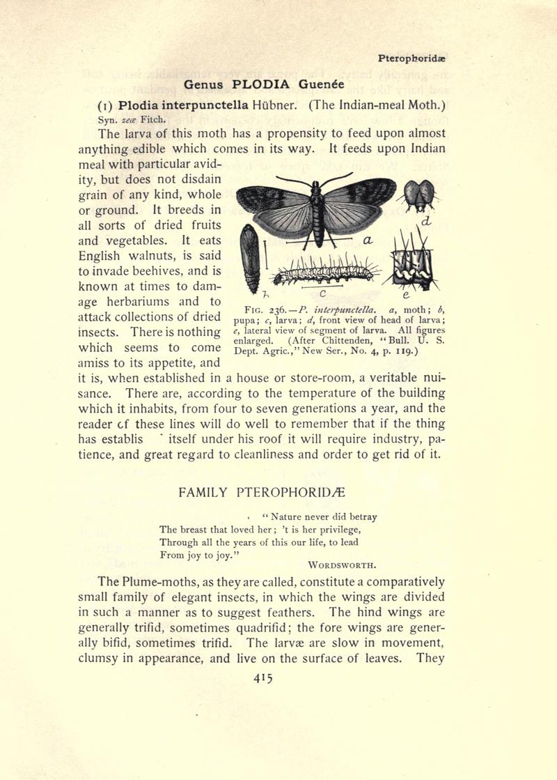 The moth book (Page 415, Fig. 236) BHL21853500