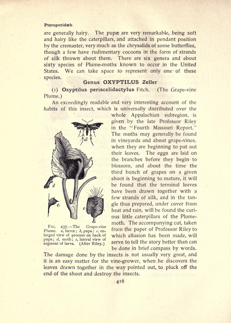 The moth book (Page 416, Fig. 237) BHL21853501
