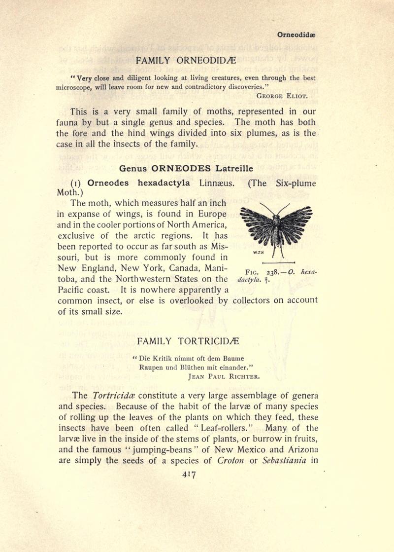 The moth book (Page 417, Fig. 238) BHL21853502
