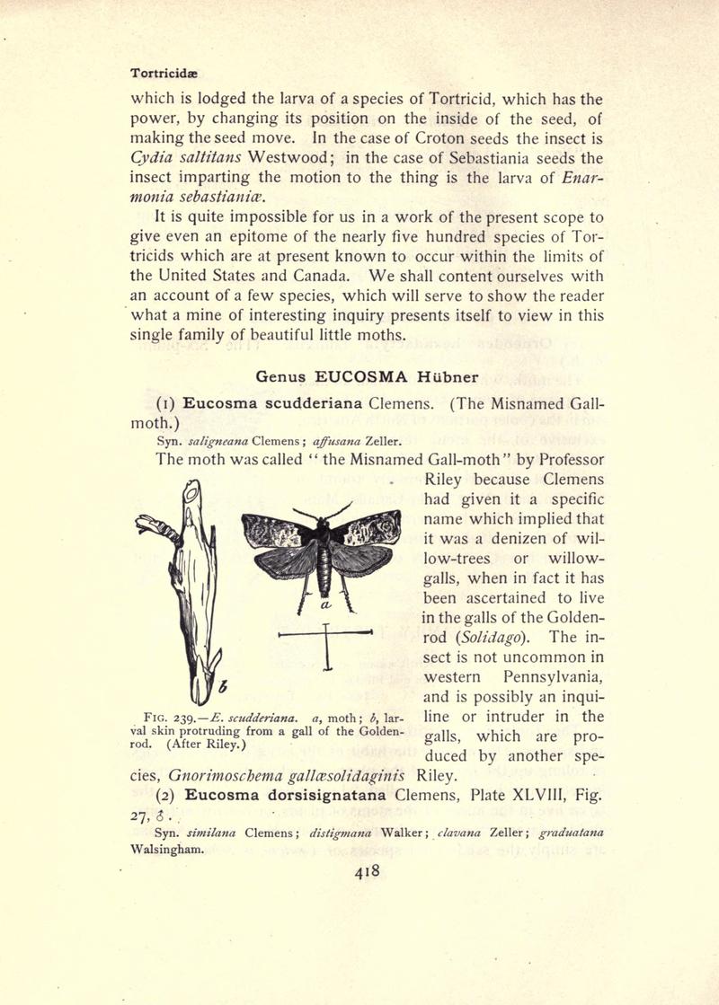 The moth book (Page 418, Fig. 239) BHL21853503