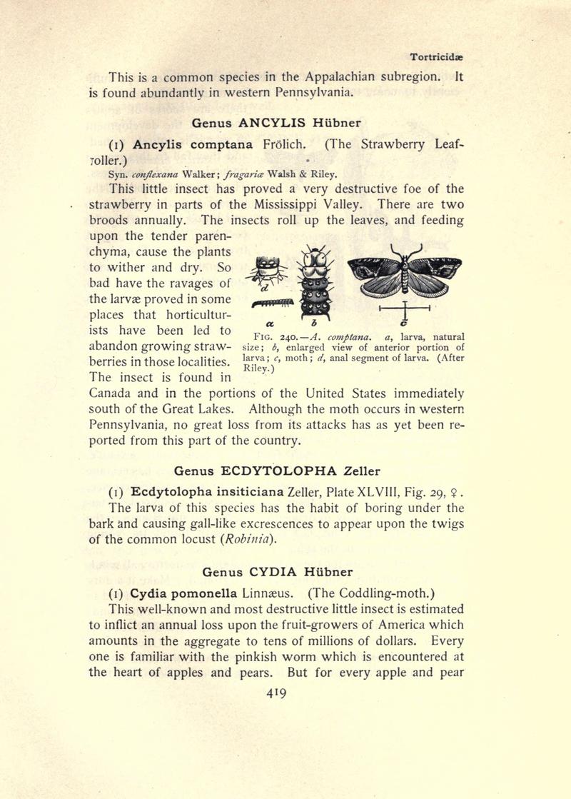 The moth book (Page 419, Fig. 240) BHL21853504