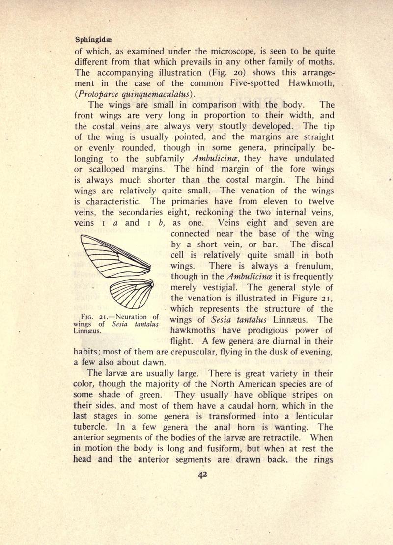 The moth book (Page 42, Fig. 21) BHL21852939