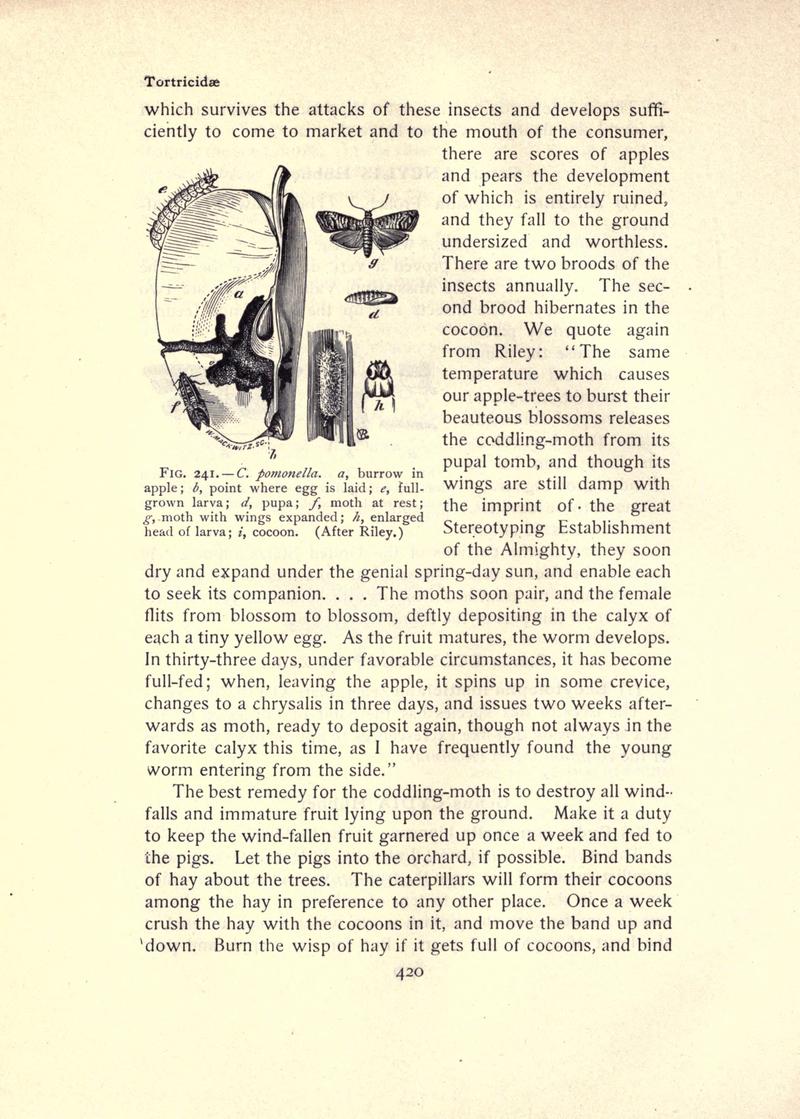 The moth book (Page 420, Fig. 241) BHL21853505