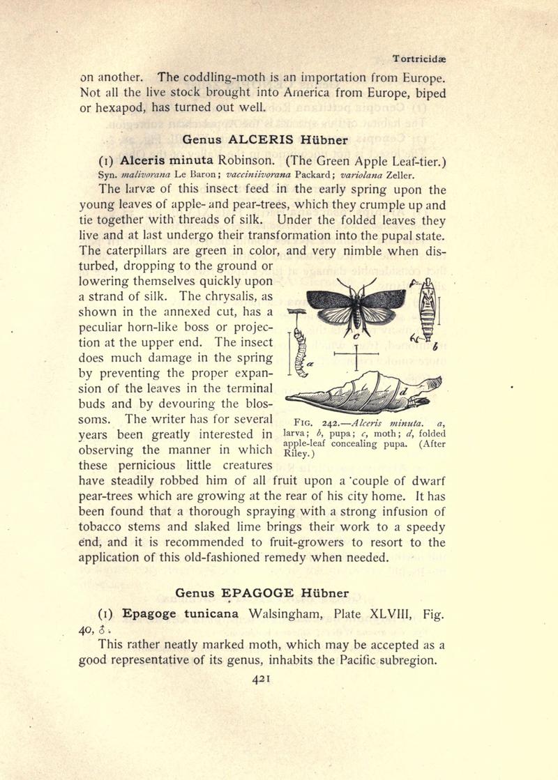 The moth book (Page 421, Fig. 242) BHL21853506