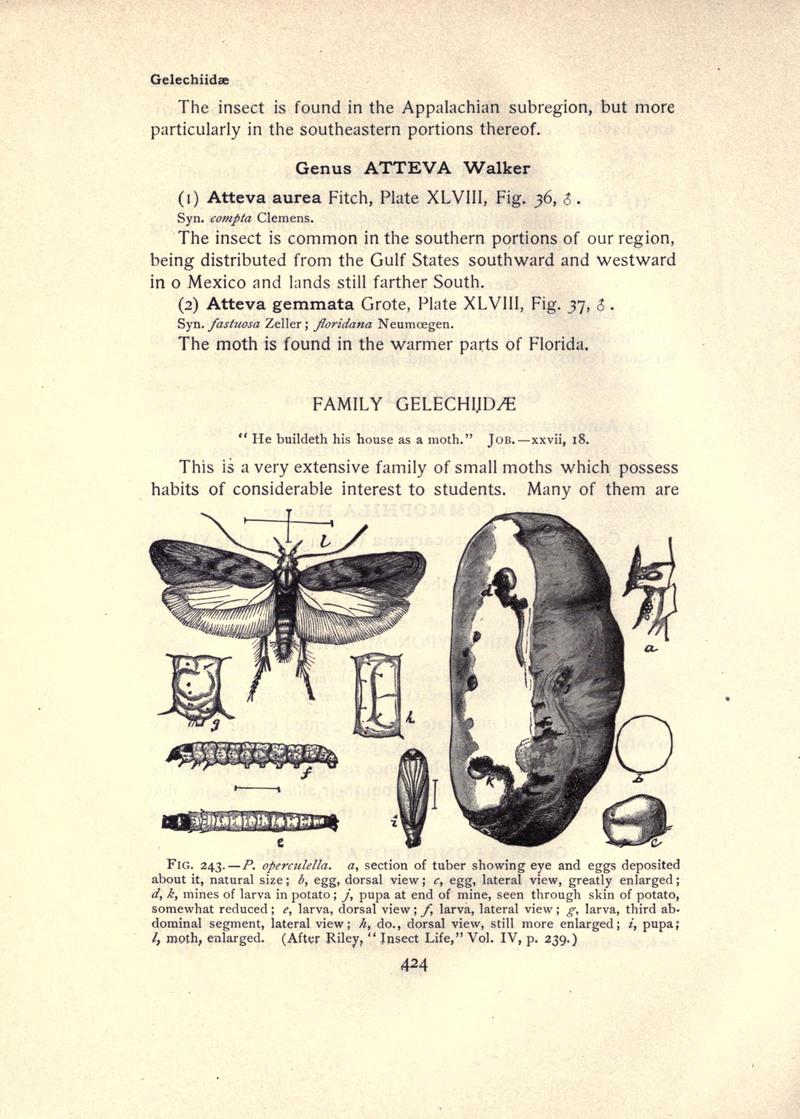 The moth book (Page 424, Fig. 243) BHL21853509