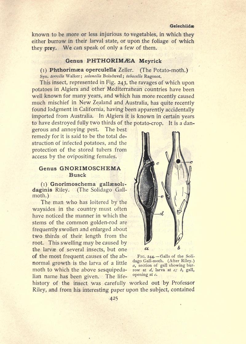 The moth book (Page 425, Fig. 244) BHL21853510