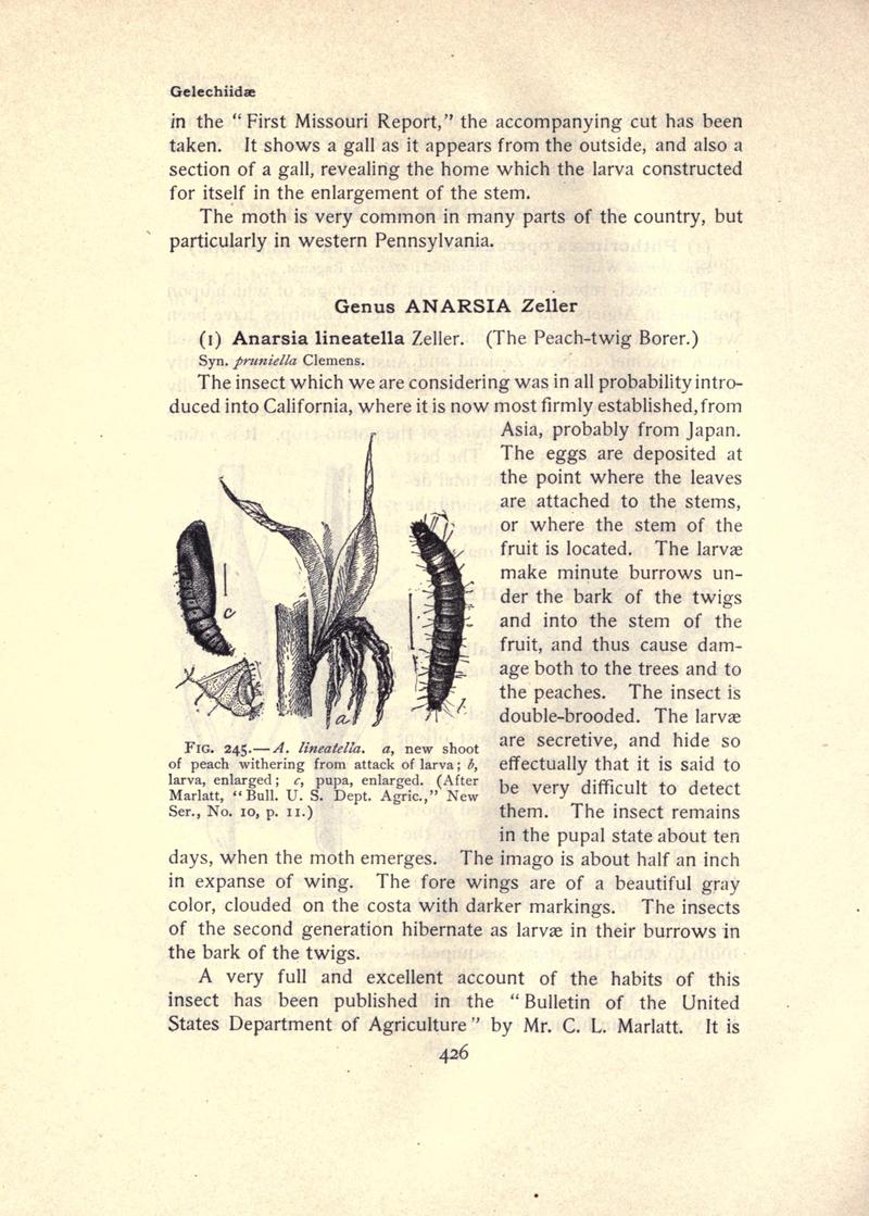 The moth book (Page 426, Fig. 245) BHL21853511