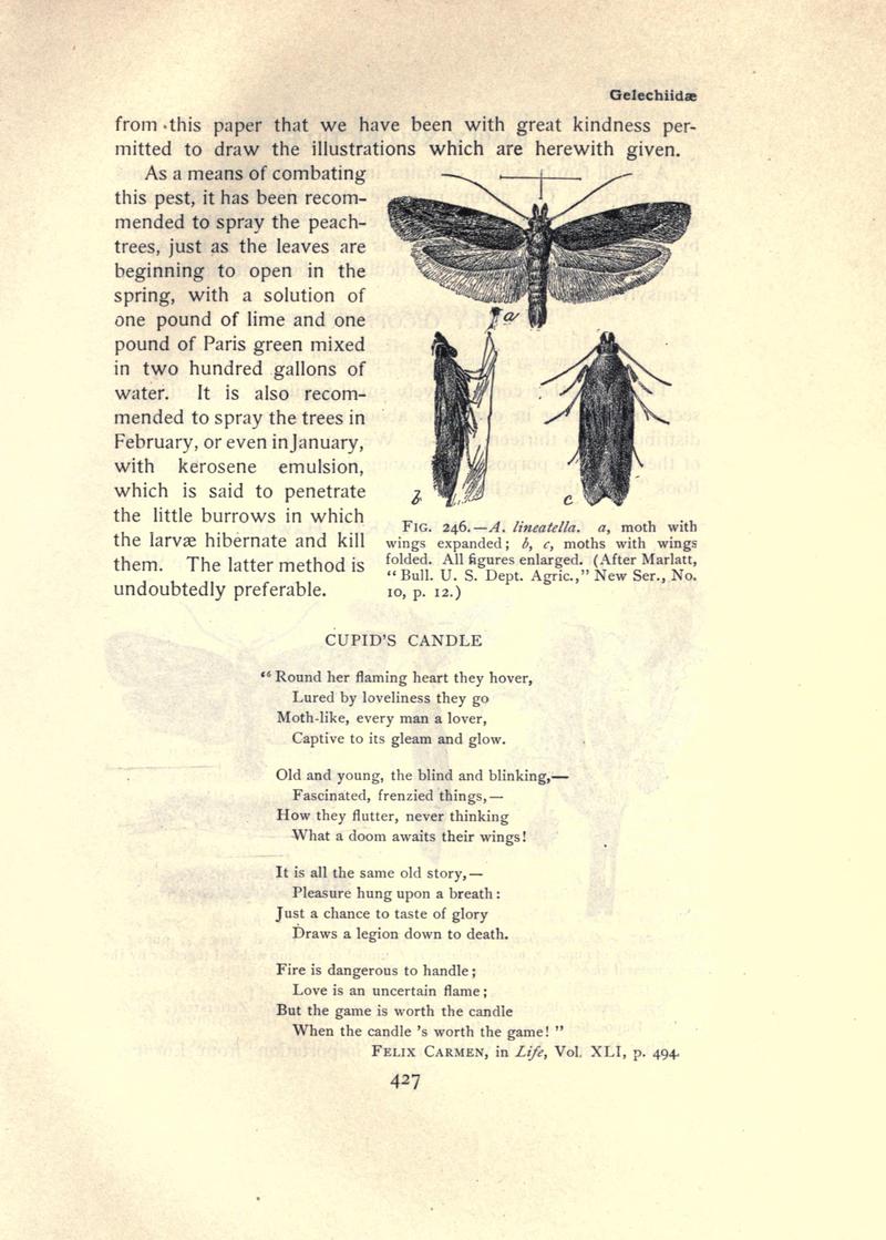 The moth book (Page 427, Fig. 246) BHL21853512