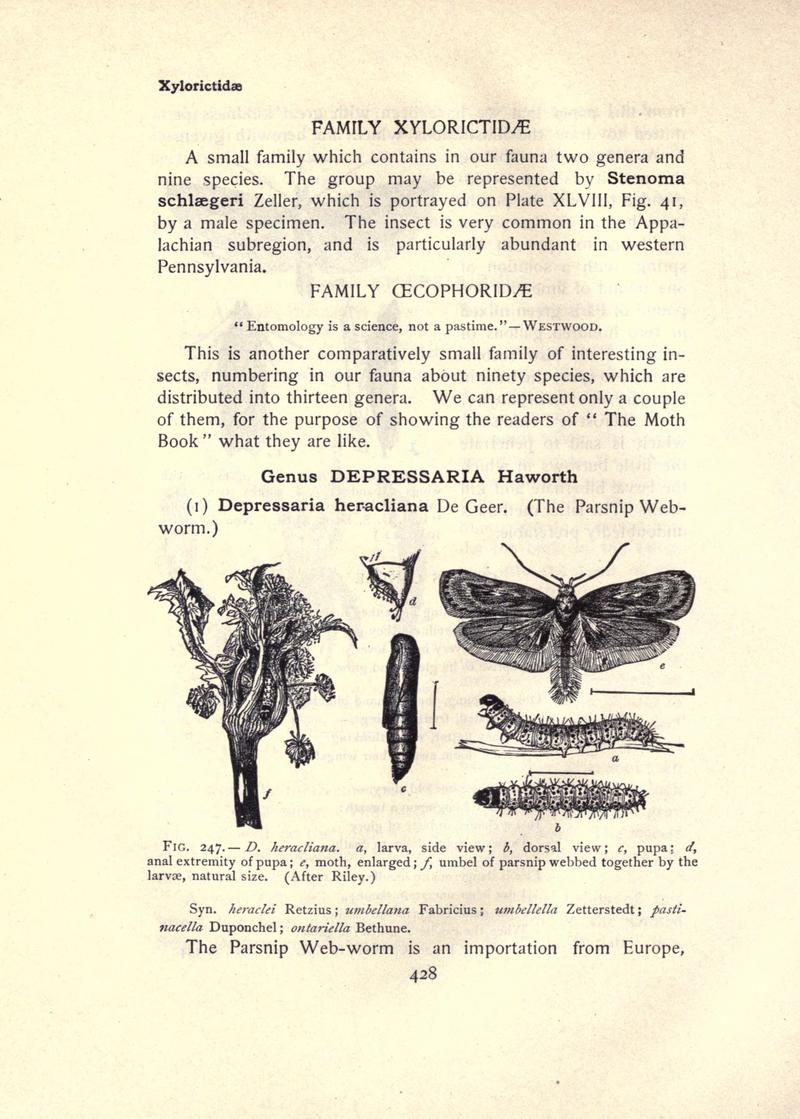 The moth book (Page 428, Fig. 247) BHL21853513