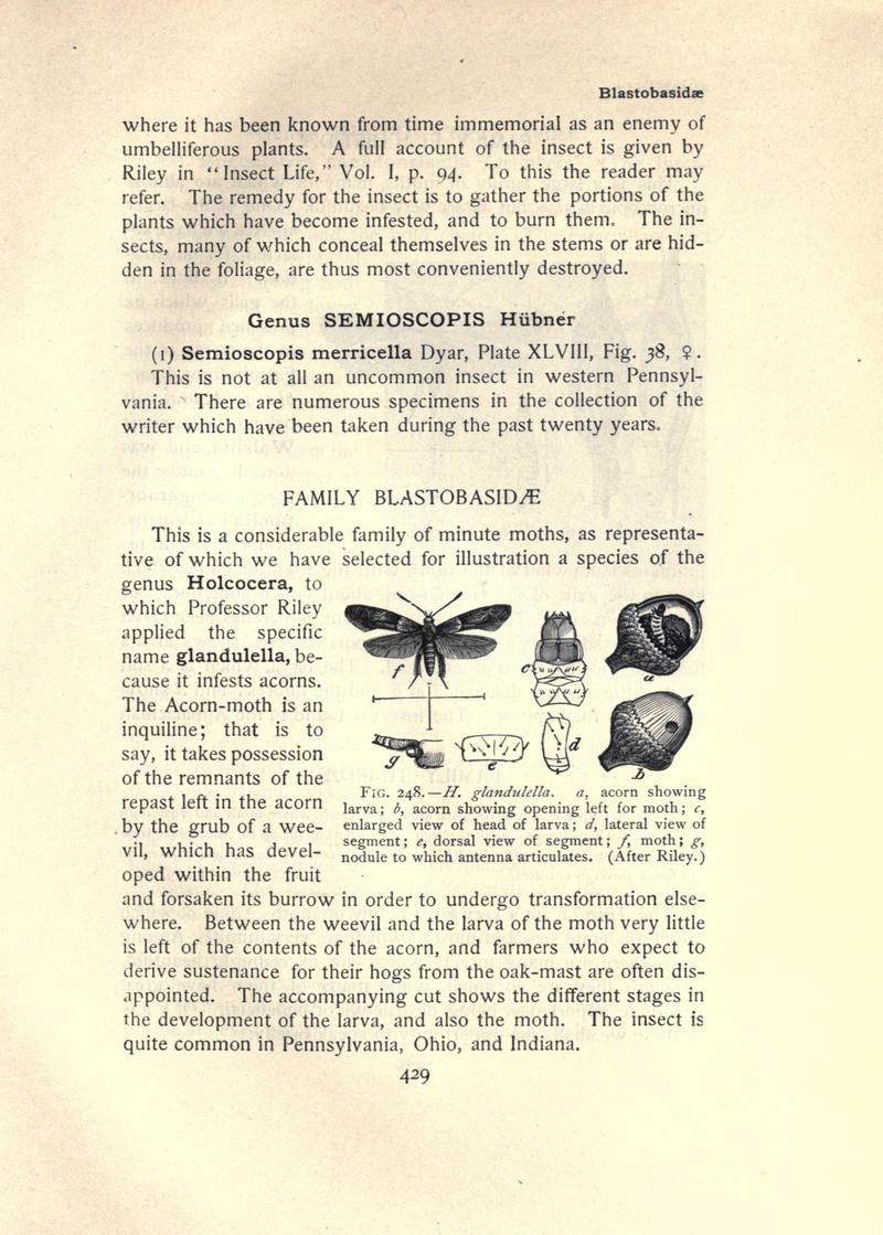 The moth book (Page 429, Fig. 248) BHL21853514