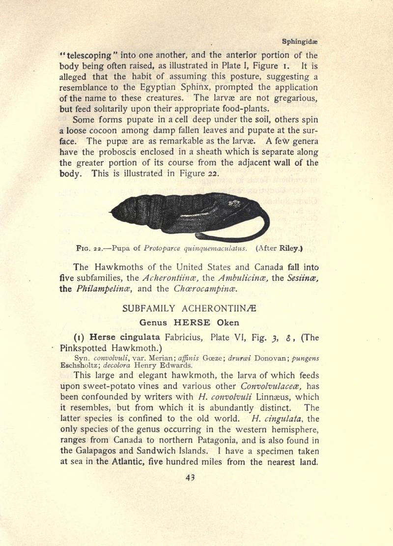 The moth book (Page 43, Fig. 22) BHL21852944