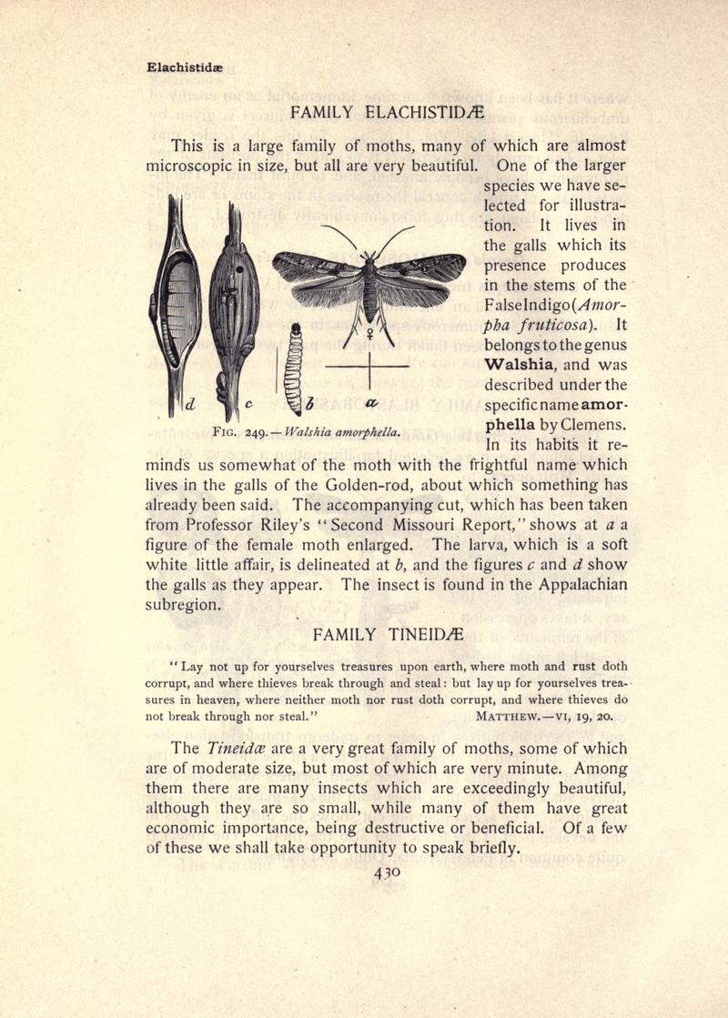 The moth book (Page 430, Fig. 249) BHL21853515