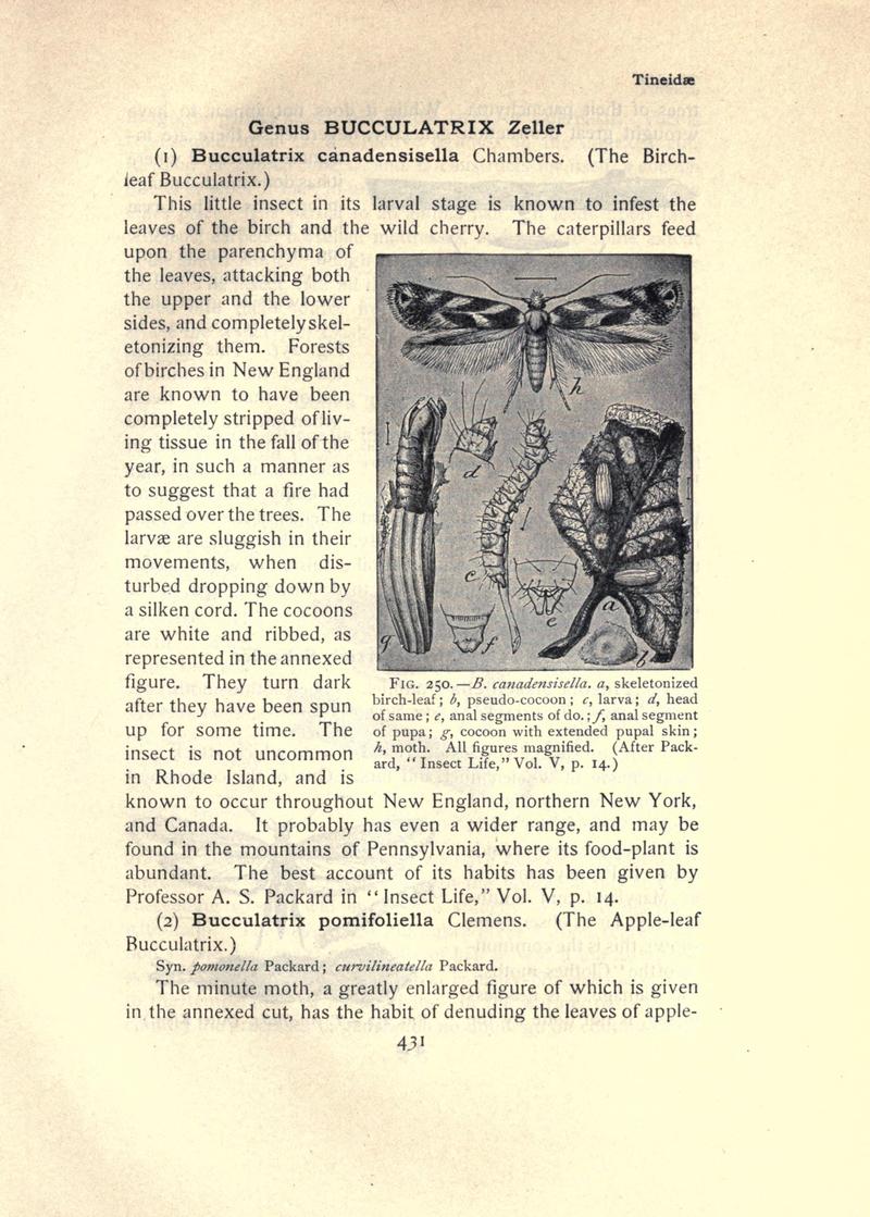 The moth book (Page 431, Fig. 250) BHL21853516