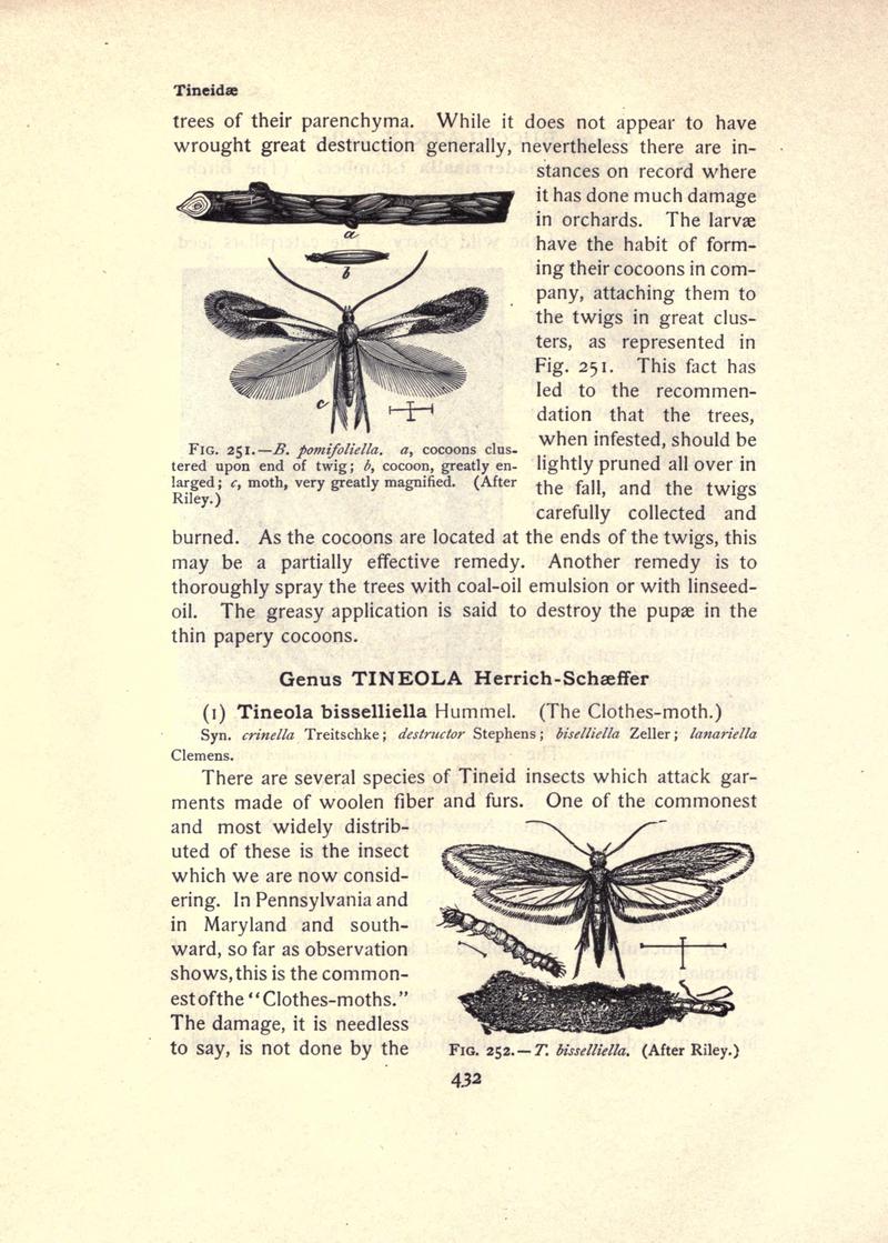 The moth book (Page 432, Figs. 251-252) BHL21853517