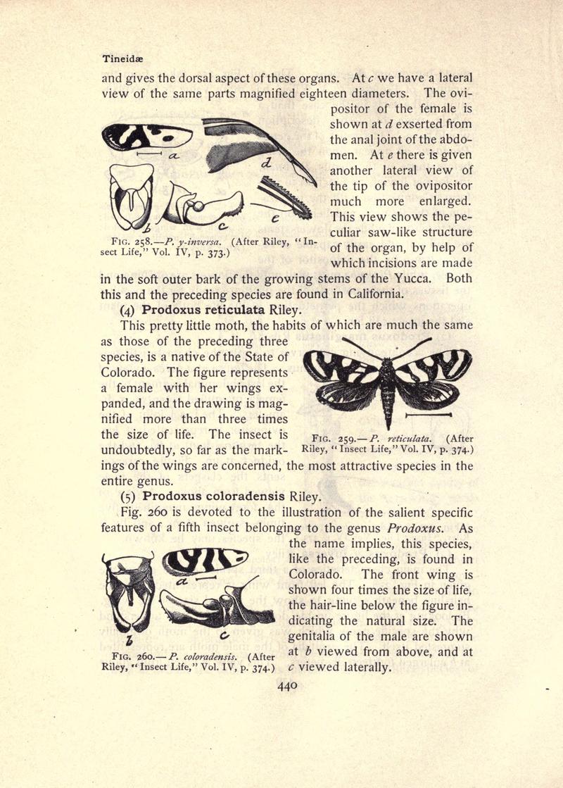 The moth book (Page 440, Figs. 258-260) BHL21853525