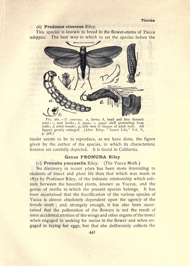 The moth book (Page 441, Fig. 261) BHL21853526