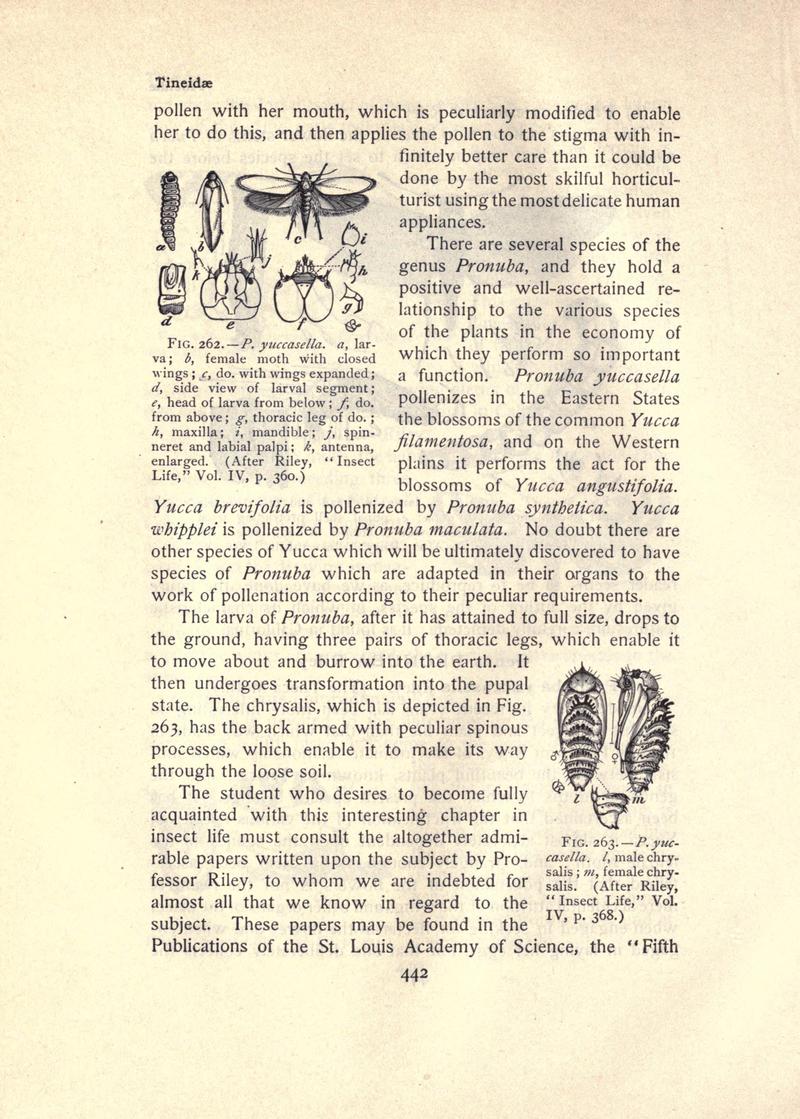 The moth book (Page 442, Figs. 262-263) BHL21853527