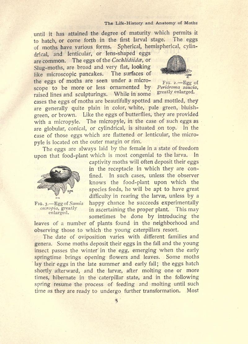 The moth book (Page 5, Figs. 2-3) BHL21852883