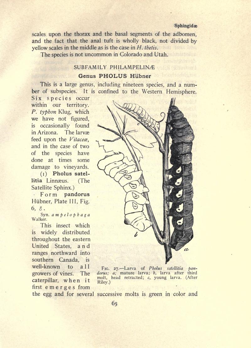 The moth book (Page 65, Fig. 27) BHL21852978