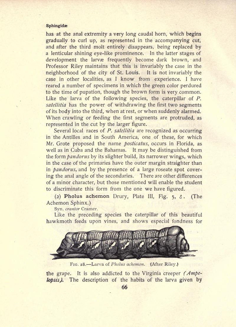 The moth book (Page 66, Fig. 28) BHL21852979