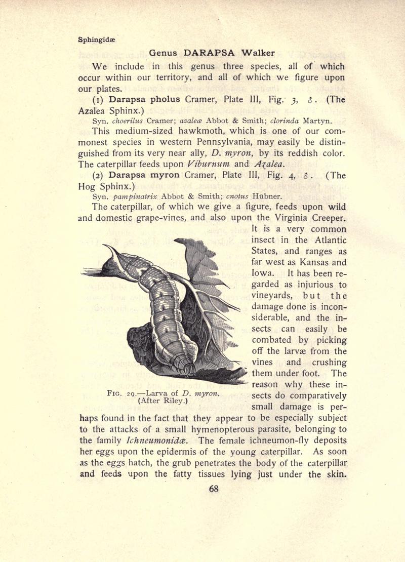 The moth book (Page 68, Fig. 29) BHL21852981