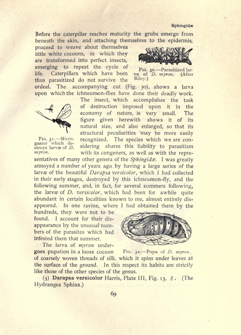 The moth book (Page 69, Figs. 30-32) BHL21852982