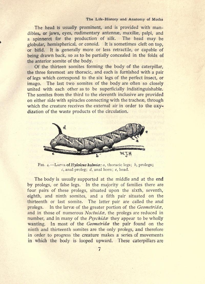 The moth book (Page 7, Fig. 4) BHL21852885