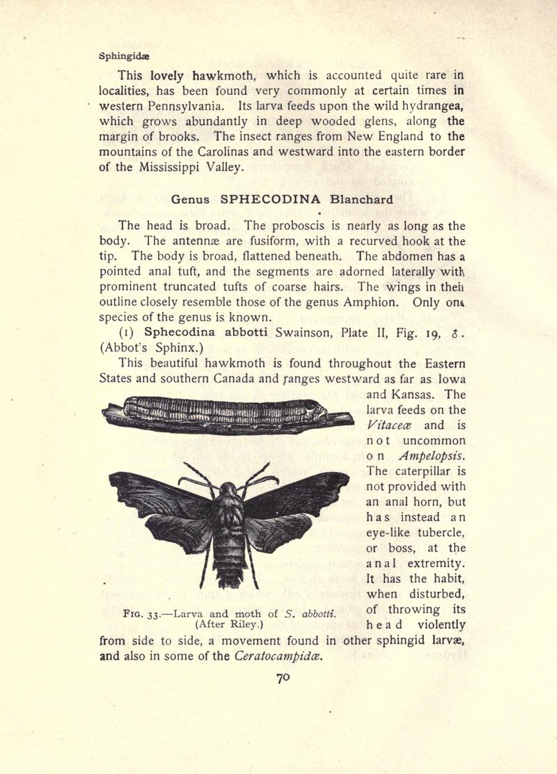 The moth book (Page 70, Fig. 33) BHL21852983