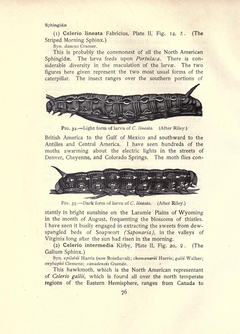The moth book (Page 76, Figs. 34-35) BHL21852993