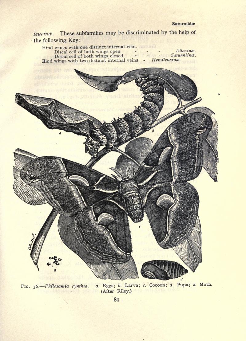 The moth book (Page 81, Fig. 36) BHL21853006