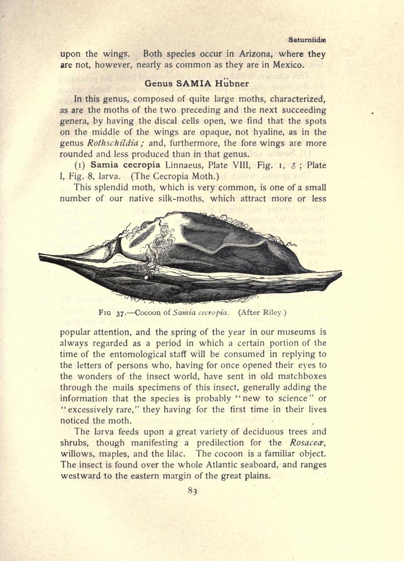 The moth book (Page 83, Fig. 37) BHL21853008
