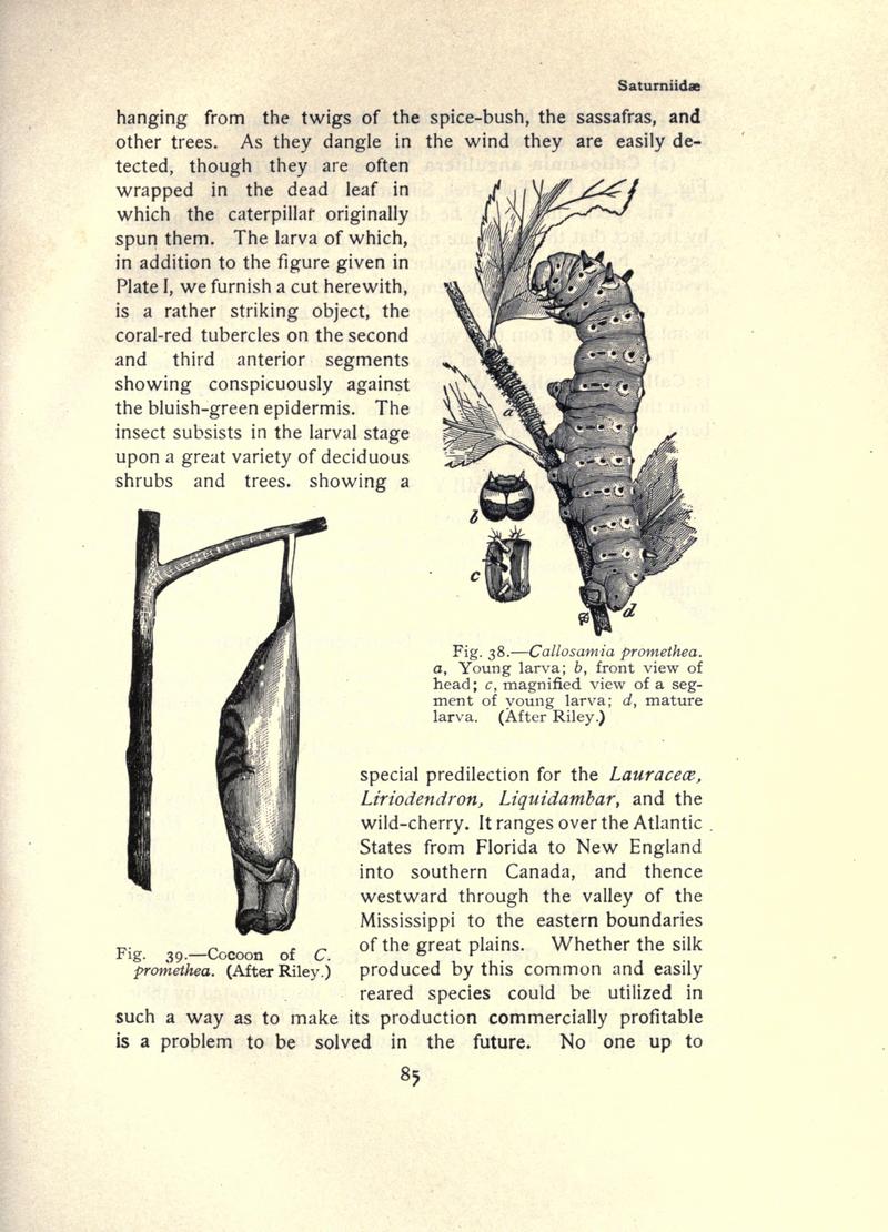 The moth book (Page 85, Figs. 38-39) BHL21853014