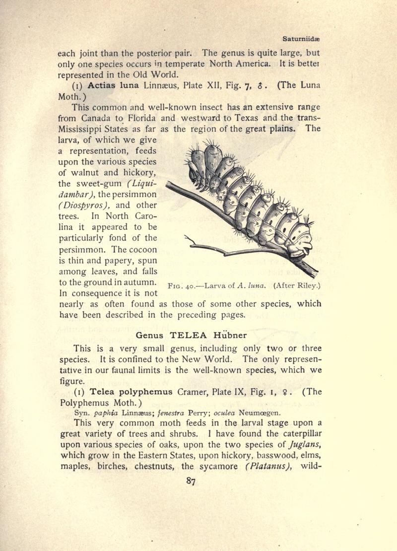 The moth book (Page 87, Fig. 40) BHL21853016