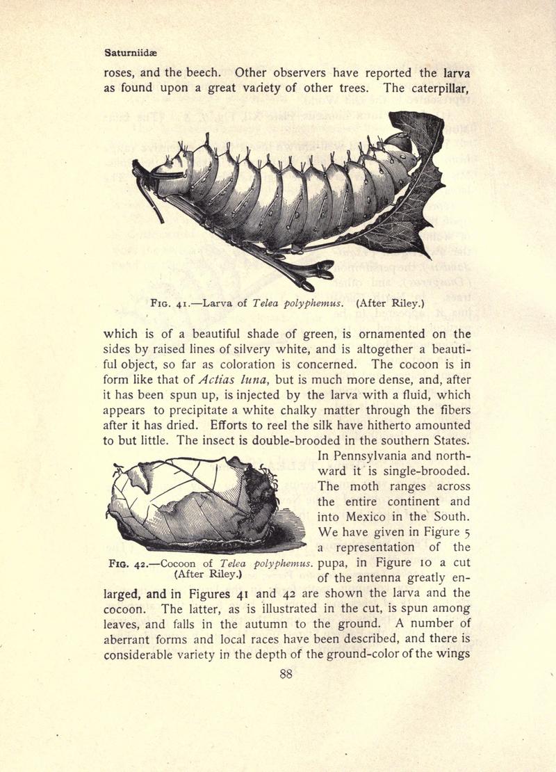 The moth book (Page 88, Figs. 41-42) BHL21853017