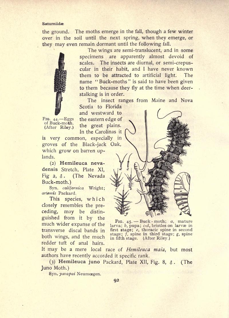 The moth book (Page 92, Figs. 44-45) BHL21853025