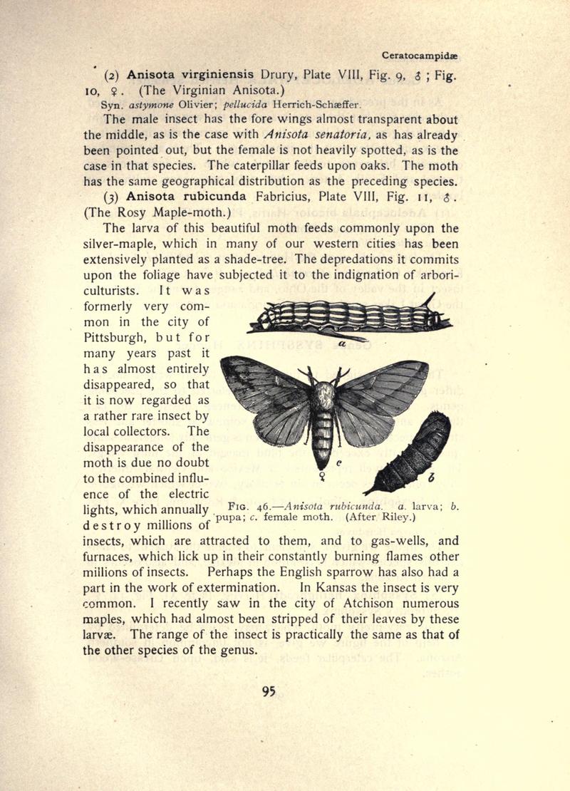 The moth book (Page 95, Fig. 46) BHL21853032