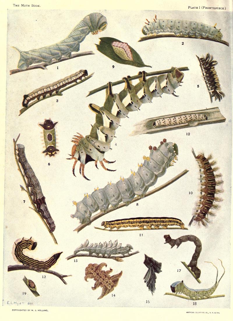 The moth book (Plate I) BHL21852914