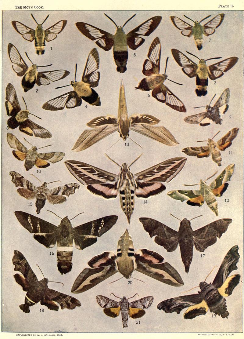 The moth book (Plate II) BHL21852942