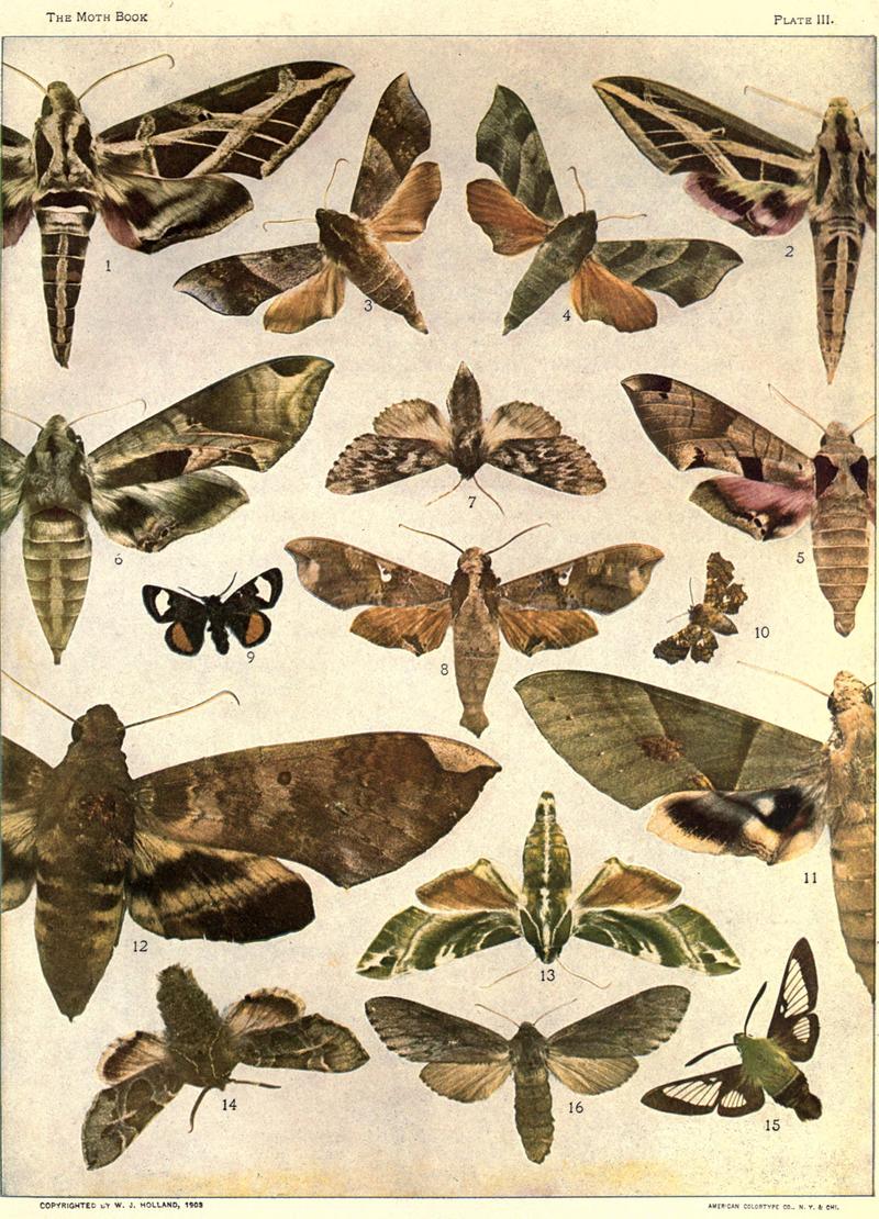 The moth book (Plate III) BHL21852952